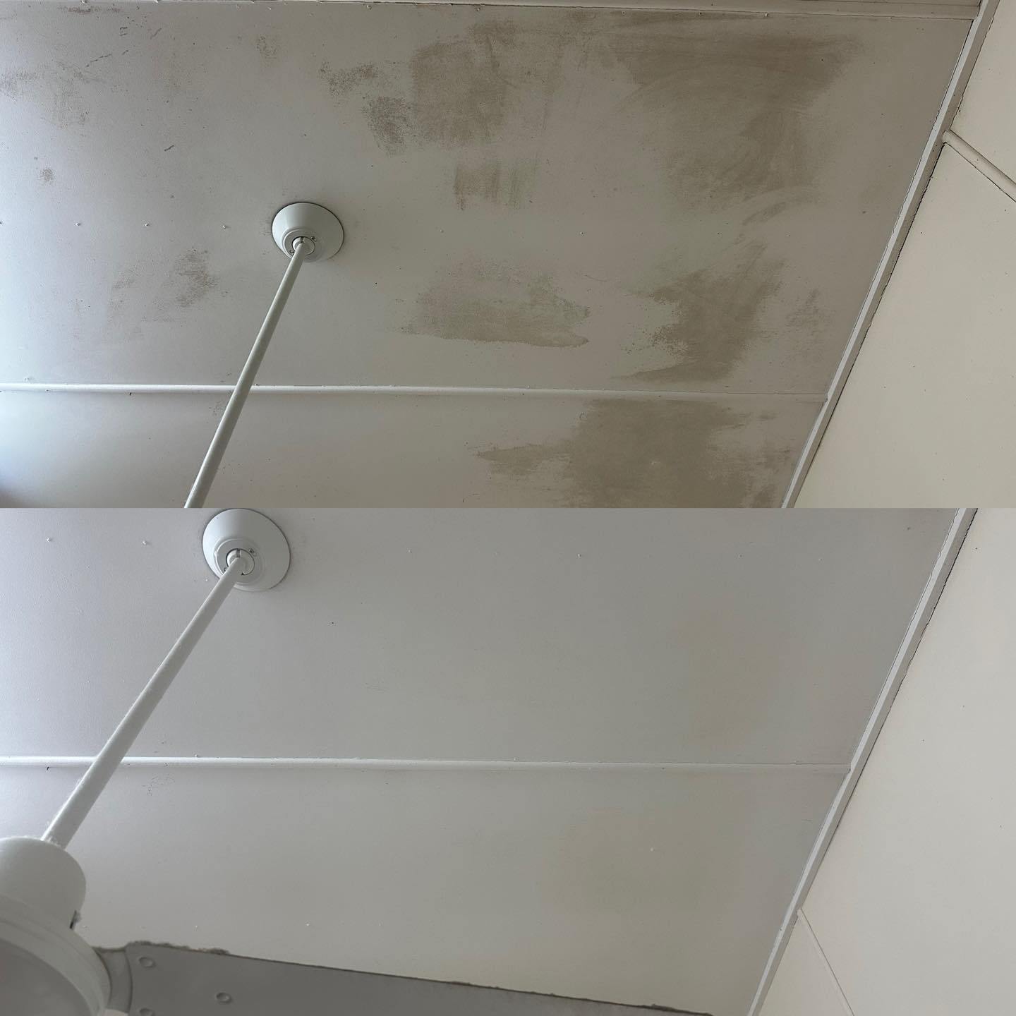 Mould removal Rockhampton